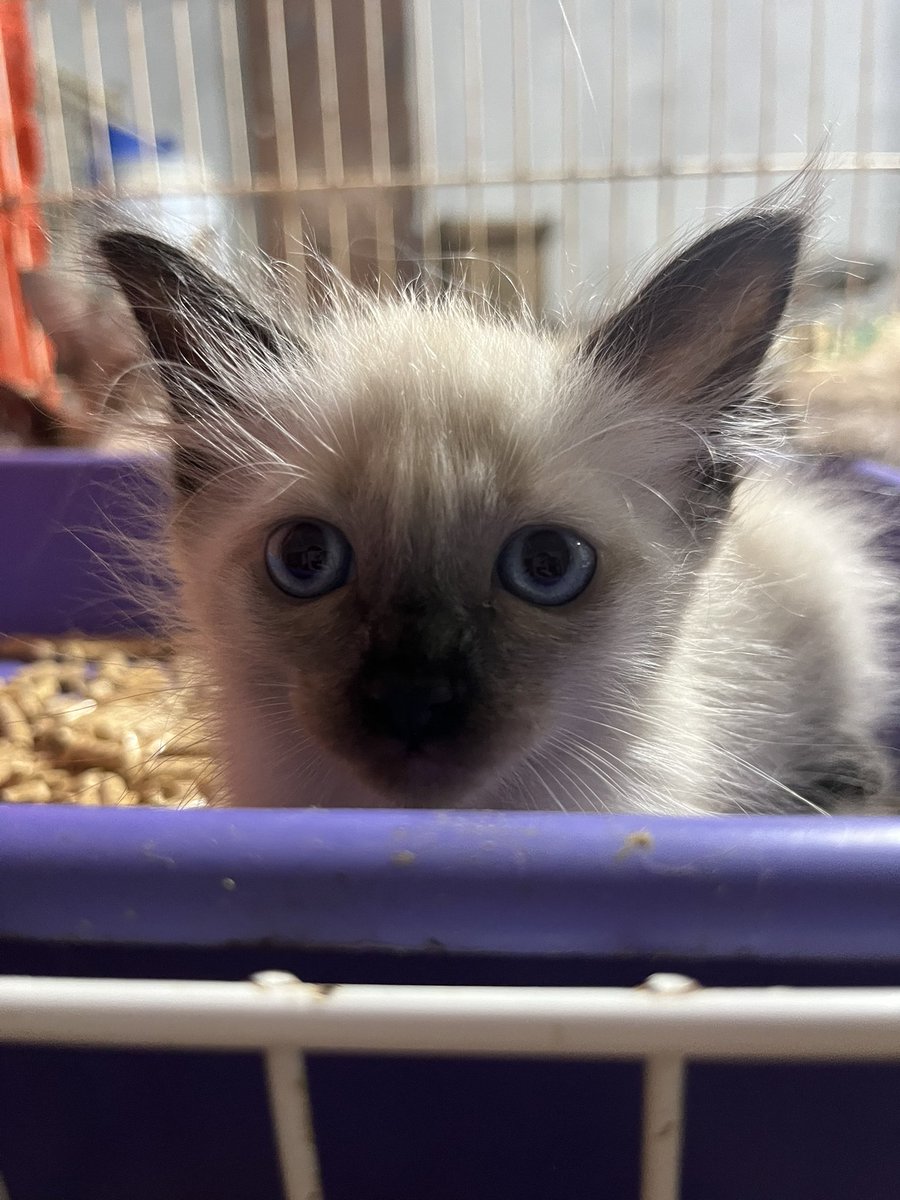 Abrigo Meimei tweet media