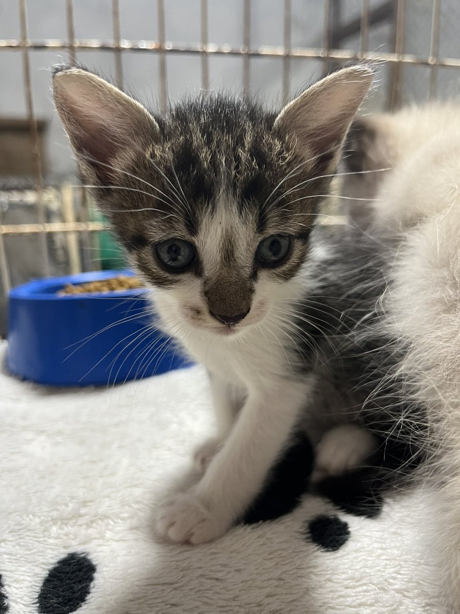 Abrigo Meimei tweet media