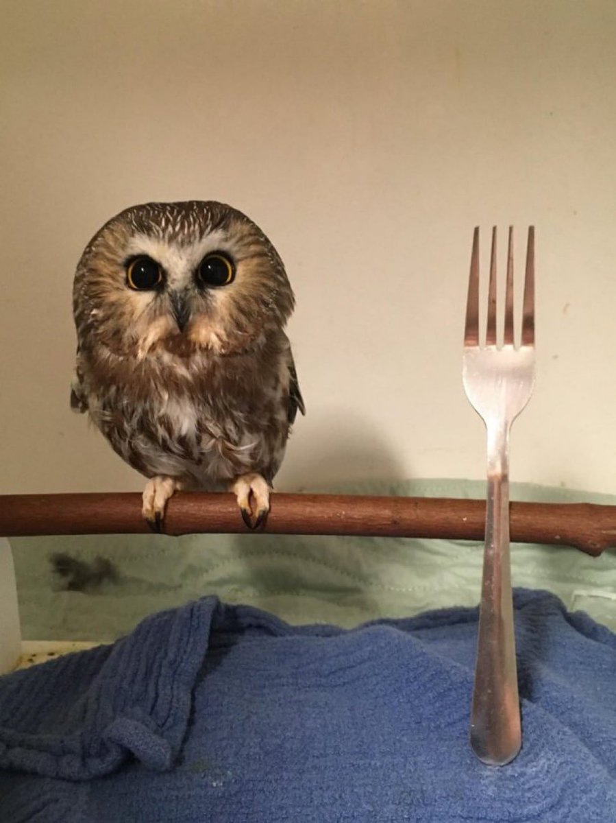 beashi 🧸 (COMMS OPEN) tweet media