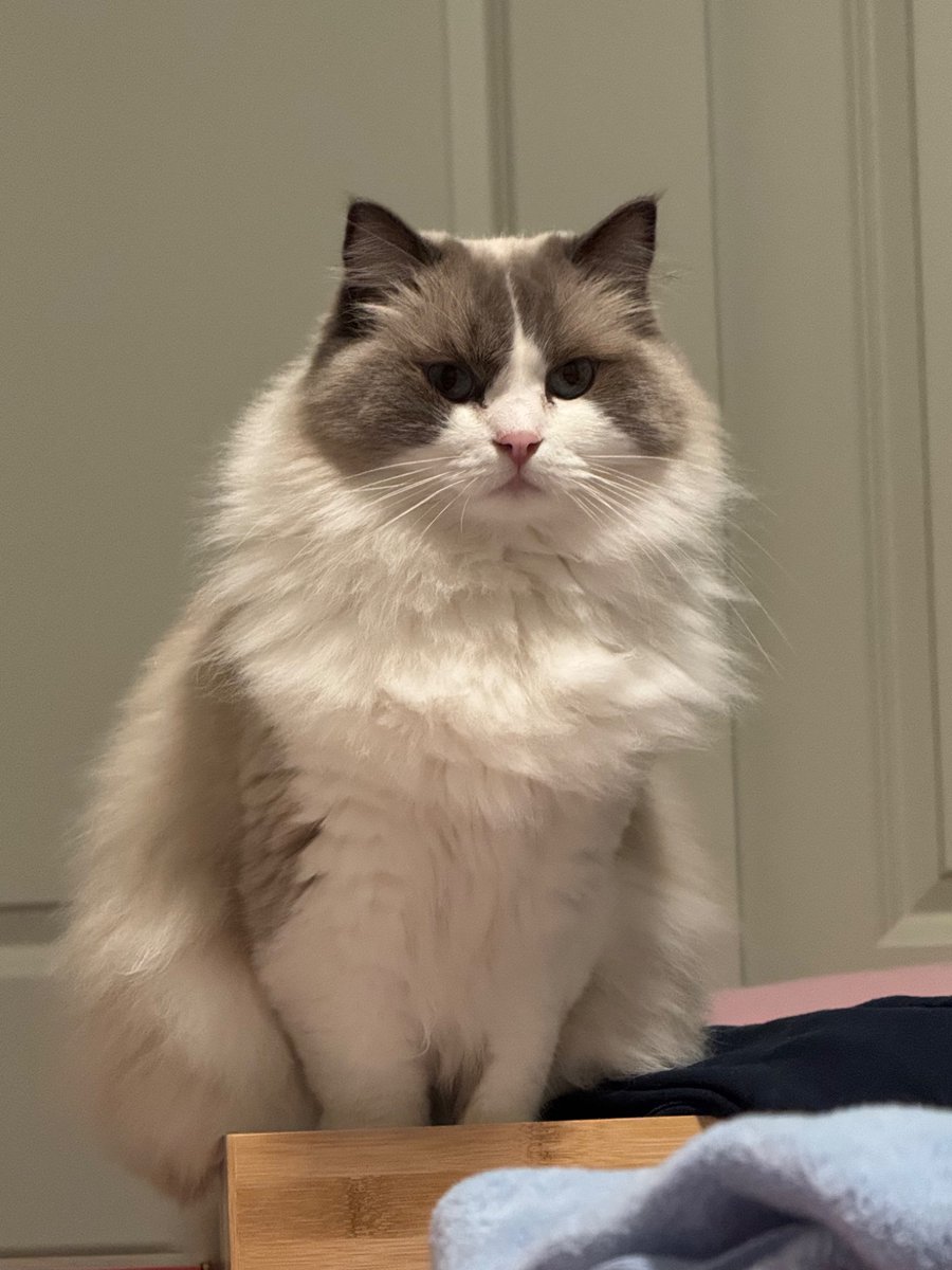 Rumi 🐉🌕💤Dragon Maid tweet media