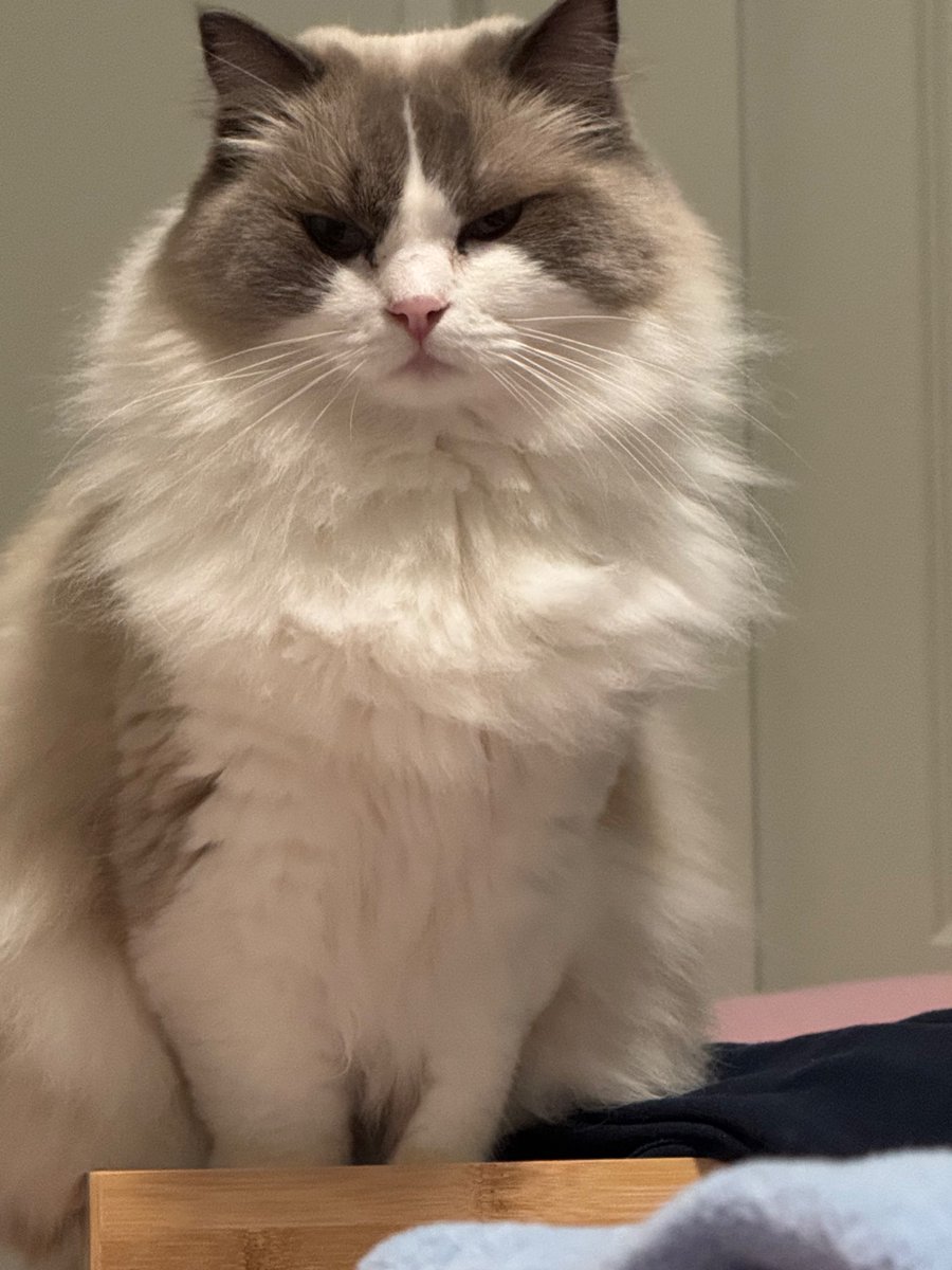 Rumi 🐉🌕💤Dragon Maid tweet media