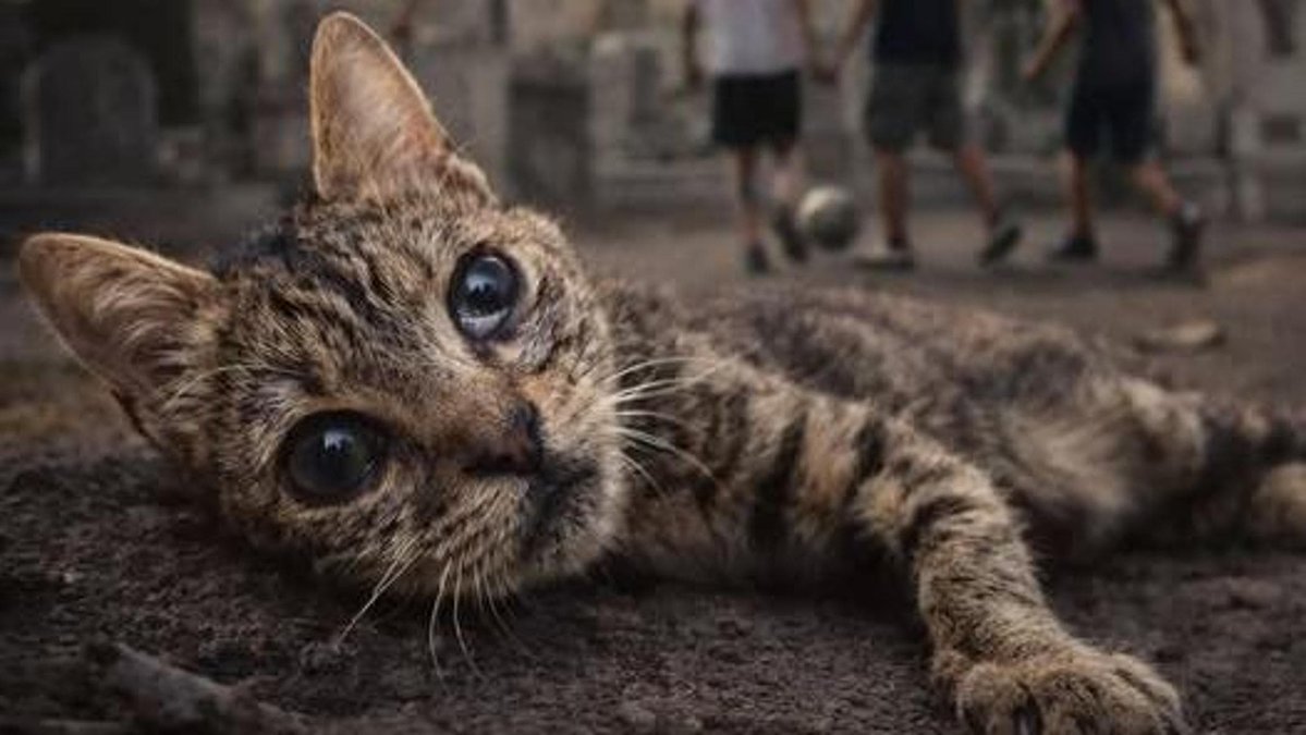 Repubblica Roma tweet media