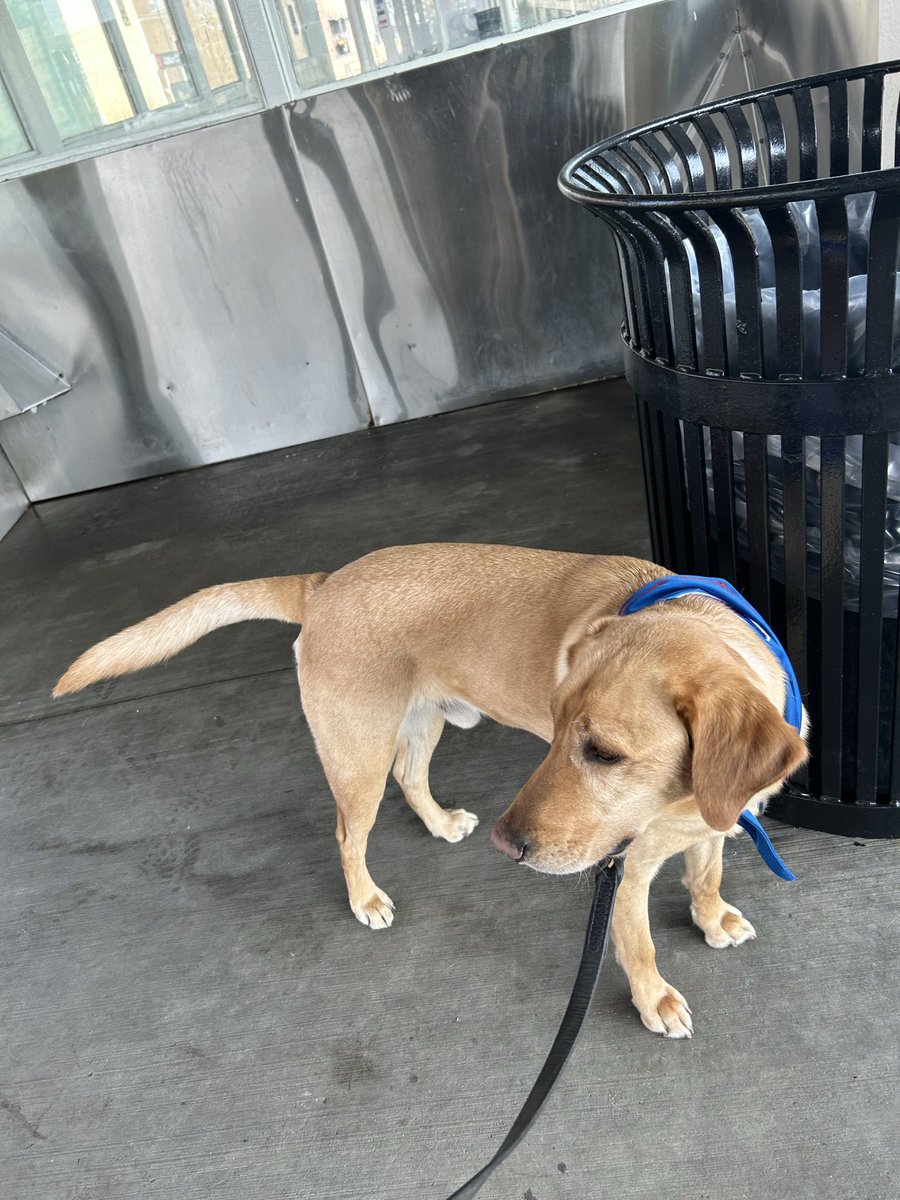 CPD_Transit tweet media