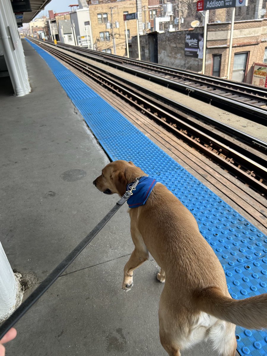 CPD_Transit tweet media