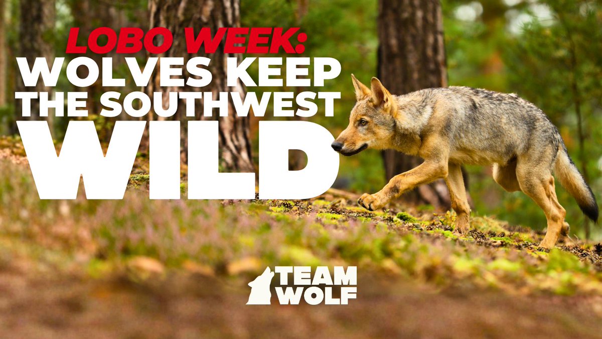 teamwolf_org's tweet photo. We’re halfway through LoboWeek, raising awareness for the Mexican gray wolf the most endangered wolf in North America. Once down to just 7, recovery remains fragile. Bills like H.R. 4255 threaten protections. Advocacy will decide their future. Take action @TeamWolf.Org https://t.co/qfCVDN4tvD