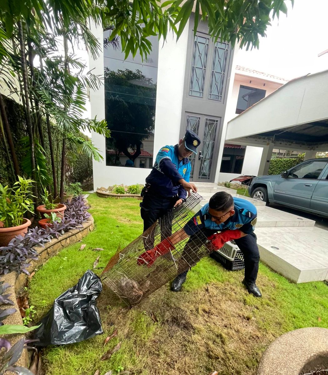 181 Responde tweet media