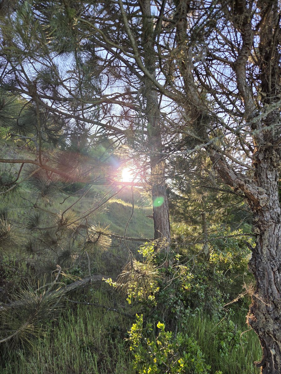 Ross 707 tweet media