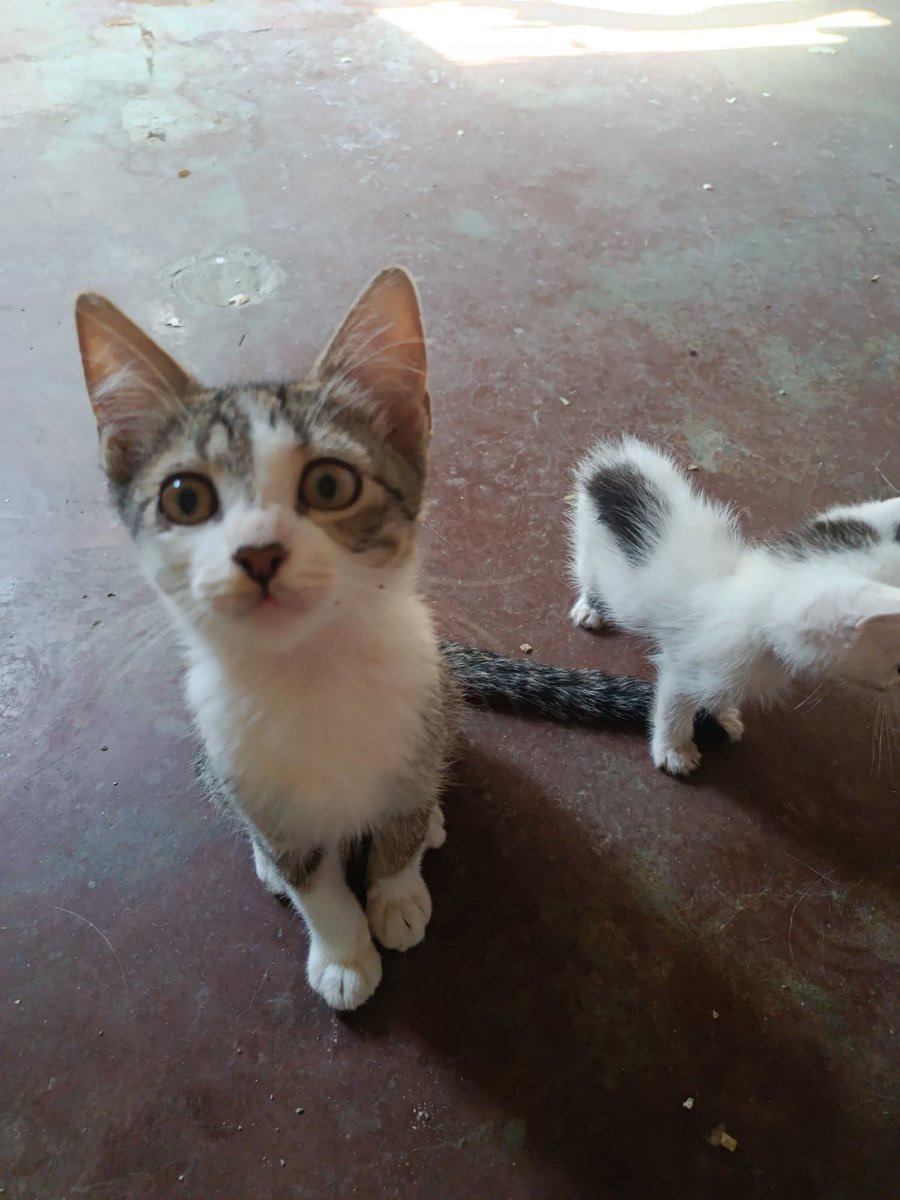 PerroUsuario Wof '•' tweet media