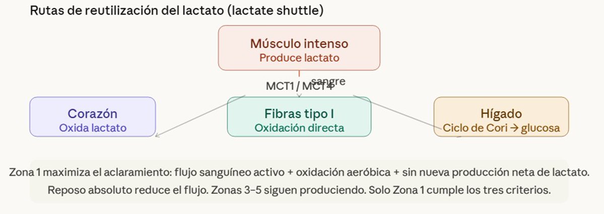 Dr Rishan Euskal katua tweet media