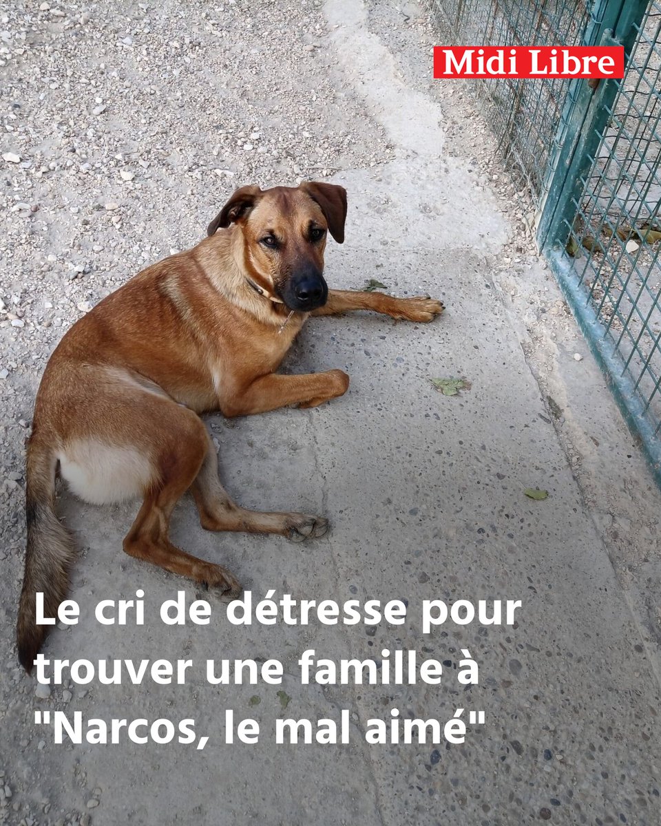 Midi Libre tweet media