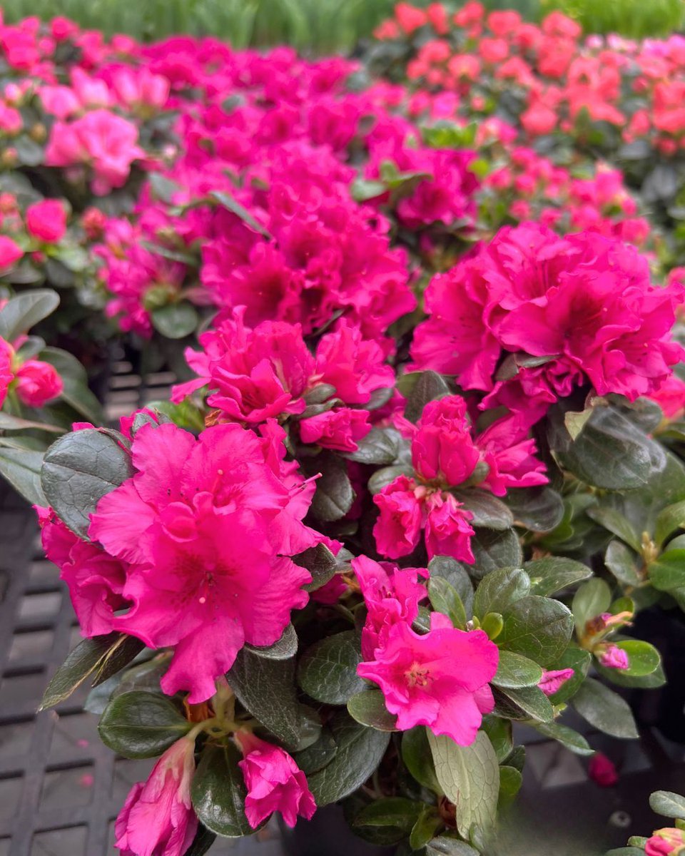 Hicks Nurseries tweet media