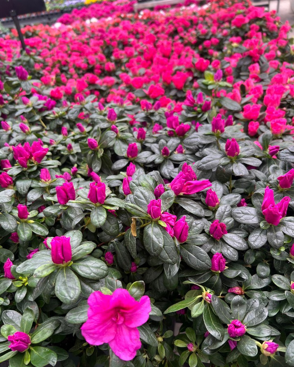 Hicks Nurseries tweet media