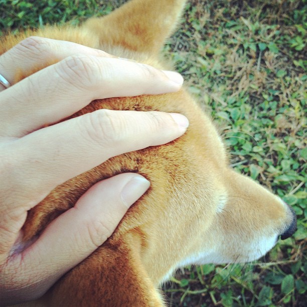 Shiba Every Hour tweet media