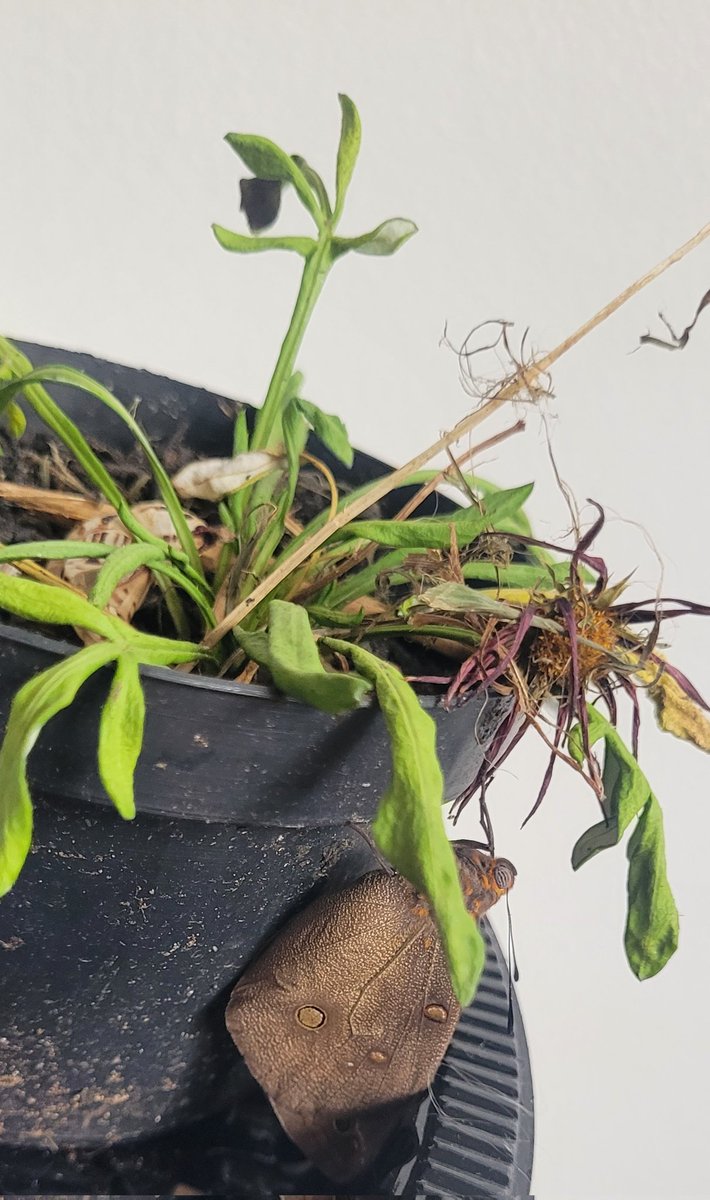 quackito tweet media