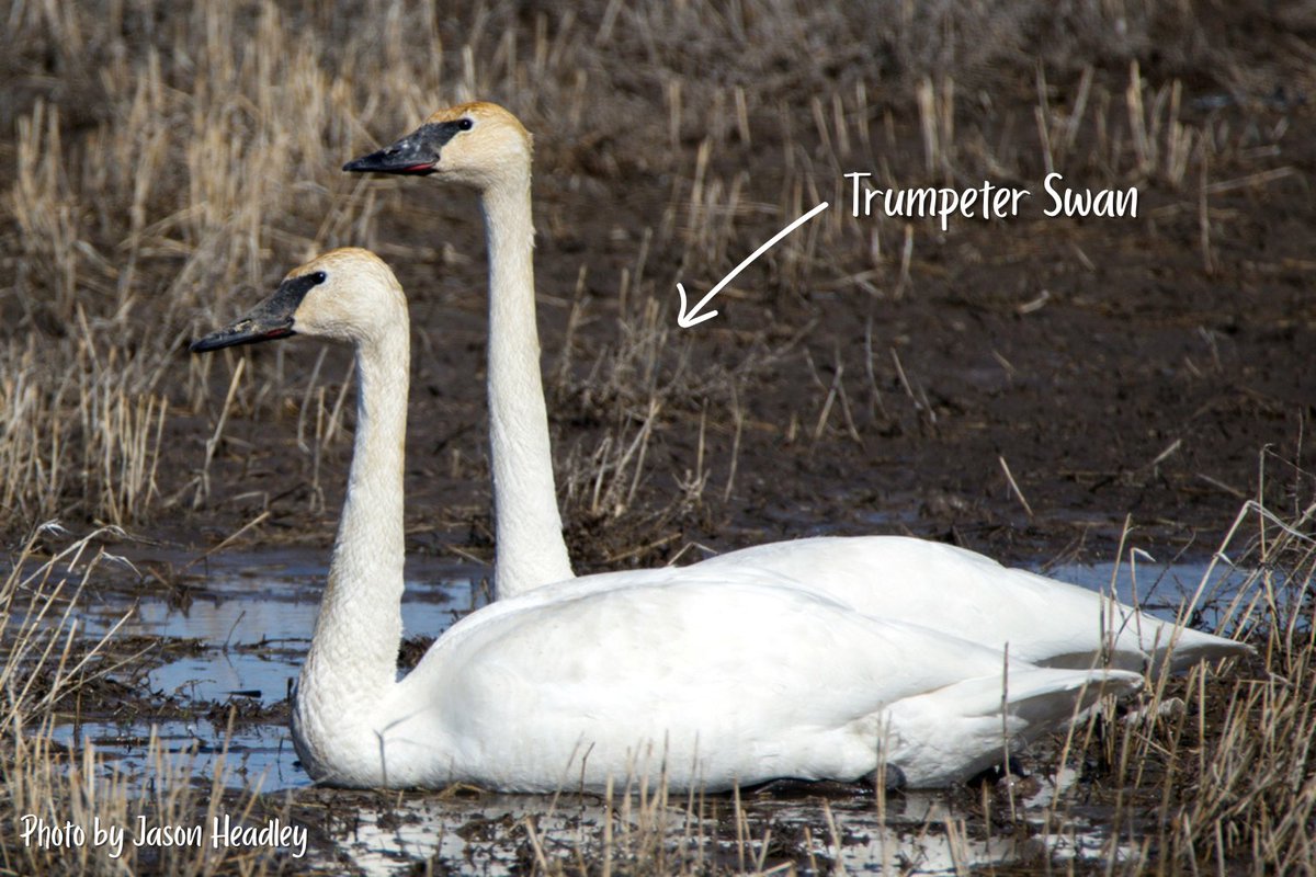 MULTISAR's tweet photo. Swans are returning to southern Alberta! Look for two species: trumpeter (larger, all-black bill) and tundra (smaller, yellow patch near the eye). Trumpeters breed here, while tundras are just passing through on migration. Watch for them on open water and fields!
#springmigration https://t.co/htv0uO4tyU