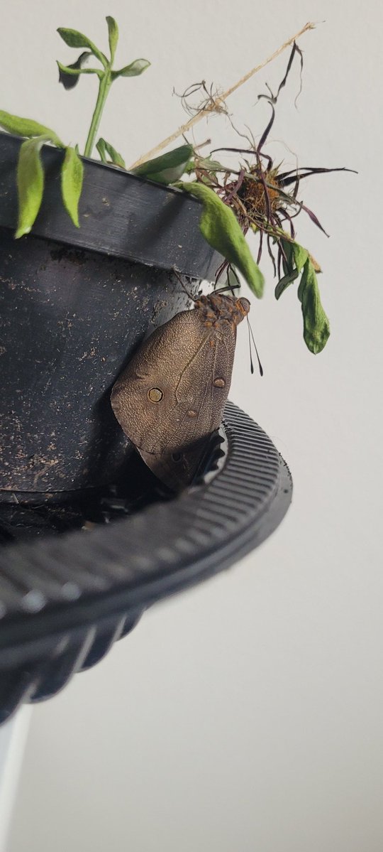 quackito tweet media