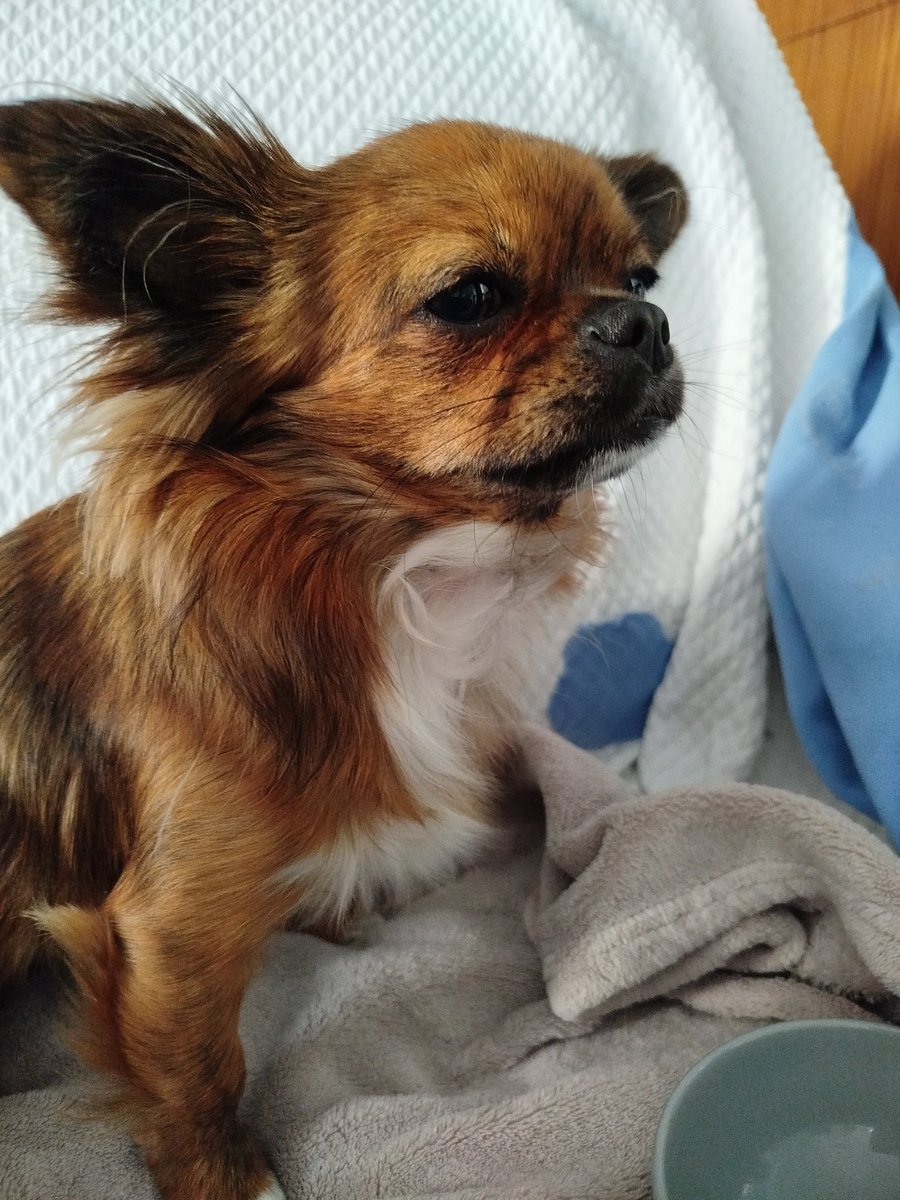 Figaro, Tsuki é Ava (é dé fwoi not' maine) tweet media