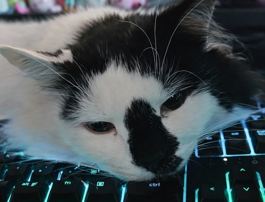 𝘚𝘭𝘦𝘦𝘱𝘺 𝘳𝘪𝘬𝘬𝘶 🐾 tweet media