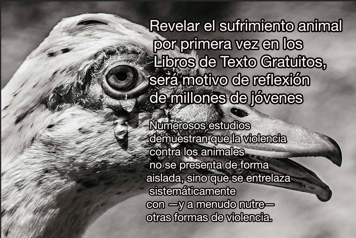 ¡Histórico!
Fue posible a los principios de la Nueva Escuela Mexicana, que prioriza el pensamiento crítico, el reconocimiento de diversas realidades, la formación de personas autónomas y responsables, capaces de analizar, cuestionar y decidir libremente.

x.com/ACD_canal/stat…