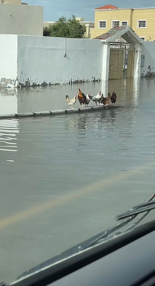 D. Sensei 𓅓⭑ tweet media