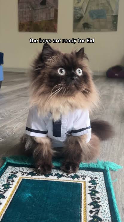 rare habibi tweet media