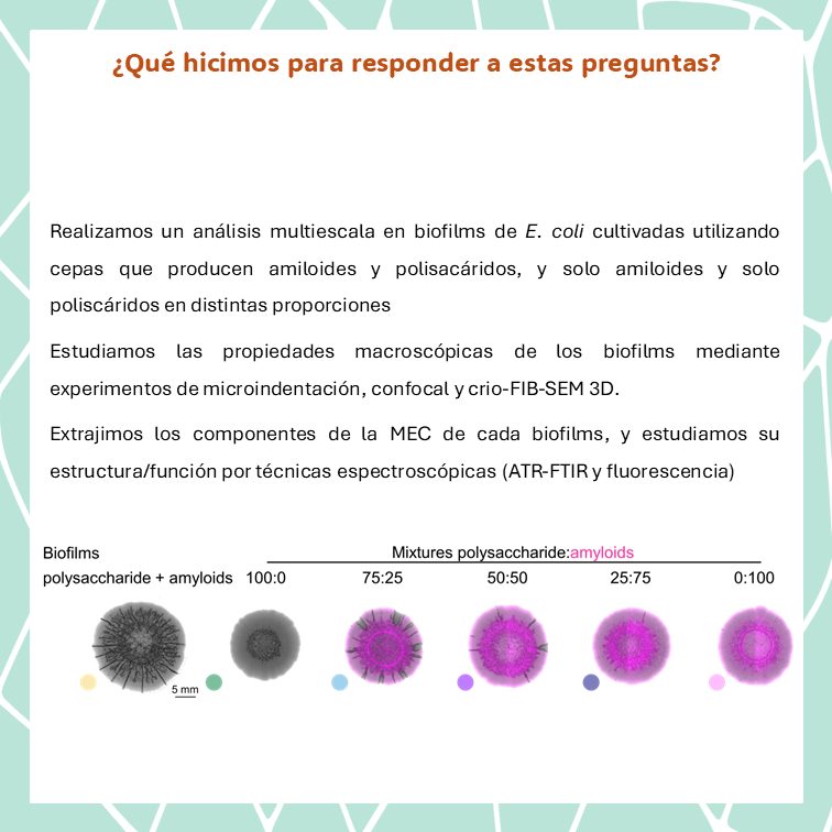 JI_SBE's tweet photo. Nuestros resultados muestran que funciona como un material compuesto donde la organización y proporción de sus componentes son clave. Proponemos que los amiloides limitan la expansión del polisacárido, generando un material híbrido optimizado. https://t.co/7L9vWKiLy4