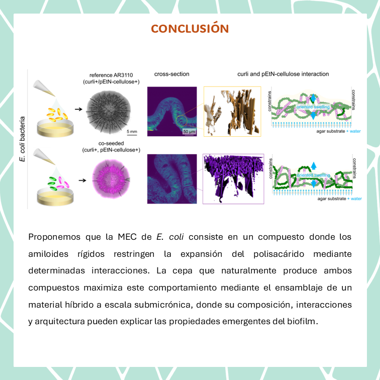JI_SBE's tweet photo. Nuestros resultados muestran que funciona como un material compuesto donde la organización y proporción de sus componentes son clave. Proponemos que los amiloides limitan la expansión del polisacárido, generando un material híbrido optimizado. https://t.co/7L9vWKiLy4