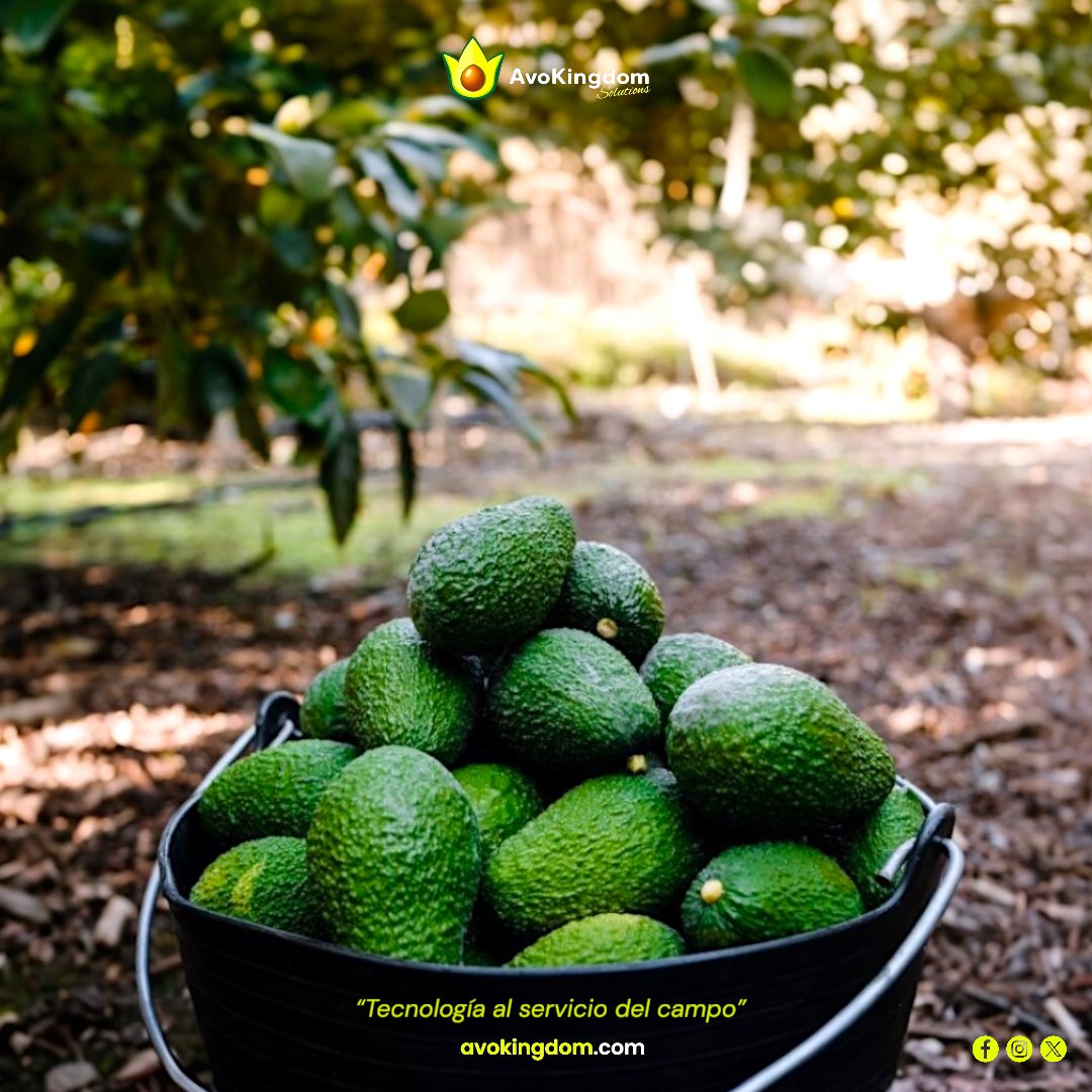 Avokingdom_S's tweet image. No es solo aguacate… es todo lo que representa.

En cada corte, en cada receta, en cada momento hay una razón más para amarlo. 💚

#AvoLovers #KeepItSimple #AgTech #Tecnología #StartUp #AI #Avocado #Aguacate
#GreenRevolution #GreenTech #GreenLove #FuturoVerde #Avokingdom 🥑