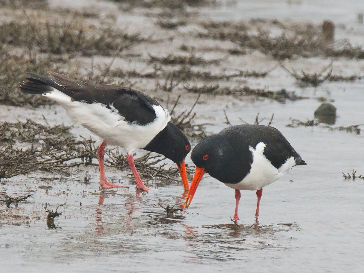 WarranPhoto's tweet photo. Walk round #Lodmoor this afternoon, some sunny spells but still cold wind and a bit quite I thought. #Oystercatchers #ReedBunting #Redshank & #Greyheron https://t.co/xoLNokISU6