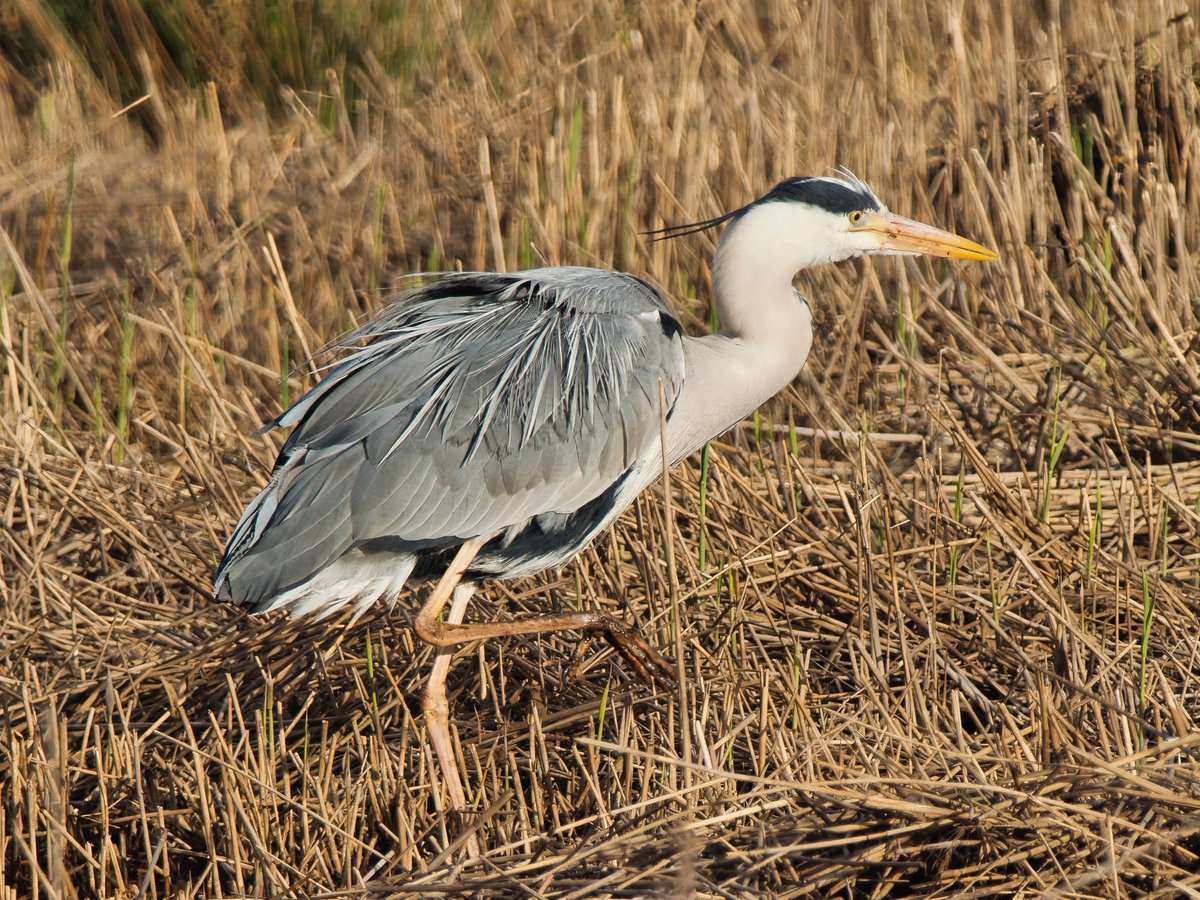 WarranPhoto's tweet photo. Walk round #Lodmoor this afternoon, some sunny spells but still cold wind and a bit quite I thought. #Oystercatchers #ReedBunting #Redshank & #Greyheron https://t.co/xoLNokISU6