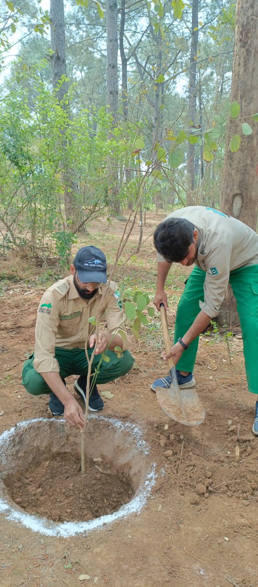 WildlifeBoard's tweet image. IWMB joins @PakEPAIslamabad, @Zongers, and @CDAthecapital in a plantation drive at Shakarparian-MHNP! Saplings planted in areas cleared of invasive paper mulberry to restore ecological balance. Chief Guest Federal Minister Mr. Musaddiq Malik joins the effort! #GreenPakistan