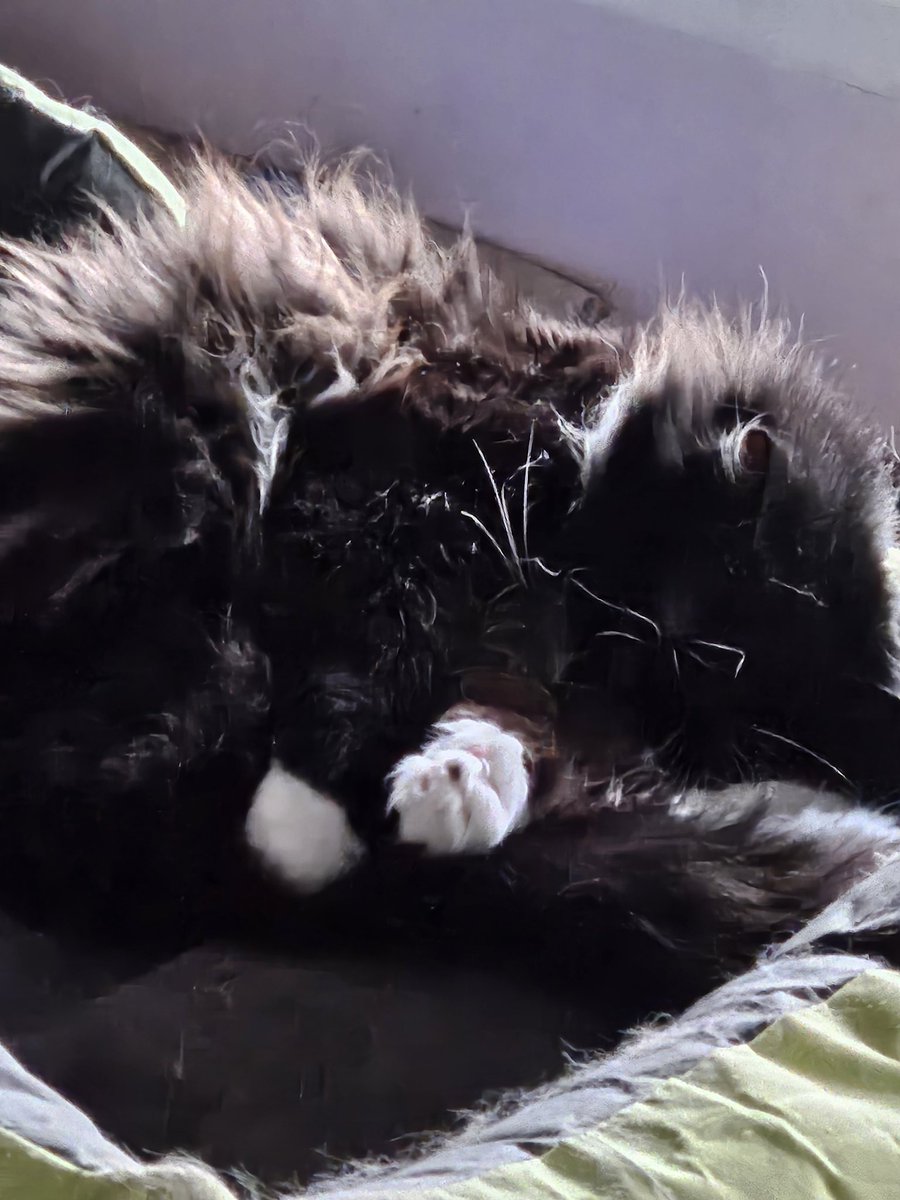 constance Moon tweet media