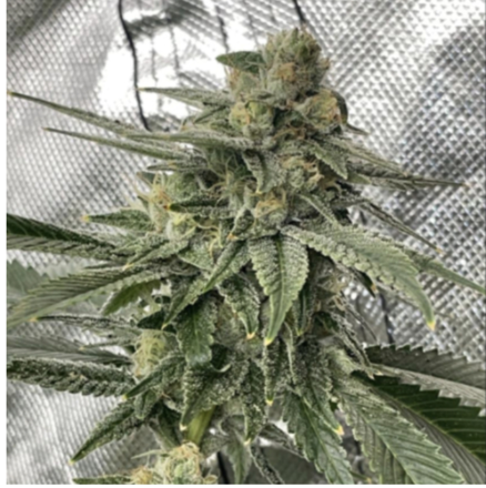 JoinStrainly's tweet photo. Latest DROP by Reefer Madness on Strainly!
Buy Rootbeer Freeze by Mr MeanGene Cherry vanilla cokeFizz! . BOOM
Wanna learn more about these? Ask below!
#firegenetics
#growyourown https://t.co/ToE77moTFQ