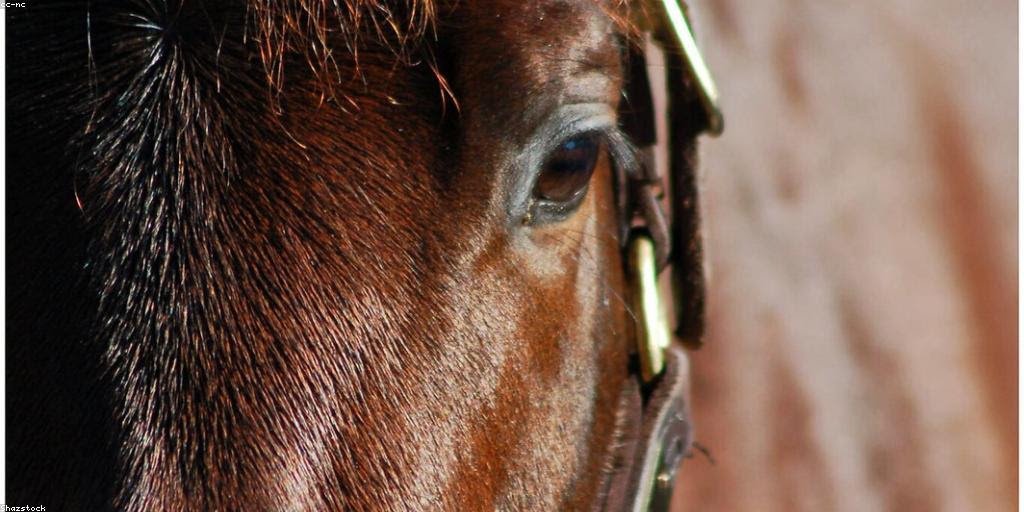 HighOctaneRace's tweet photo. 📋 Claiming races in PFL are underrated — active data, potential Claim to Fame freeroll points, and horses you can assess in real time. ParaQuine's Marketplace Search helps you evaluate claimers before you pull the trigger
https://t.co/6wootoWn0b
#PFL #ClaimingRaces https://t.co/3XSfIo4wCh