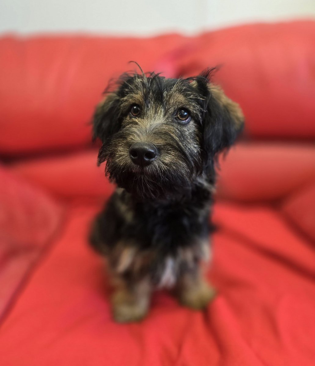 Robwalka Wolf tweet media