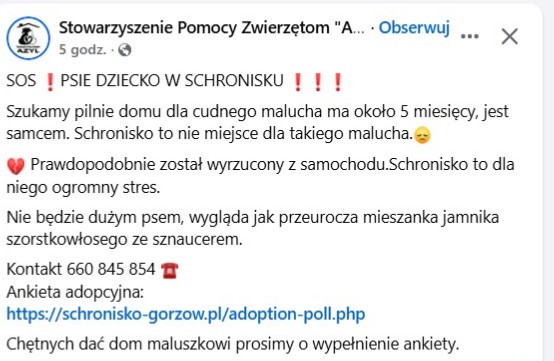 Robwalka Wolf tweet media