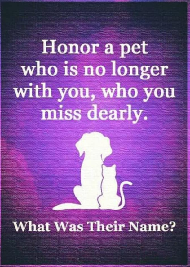 Best in Dogs tweet media