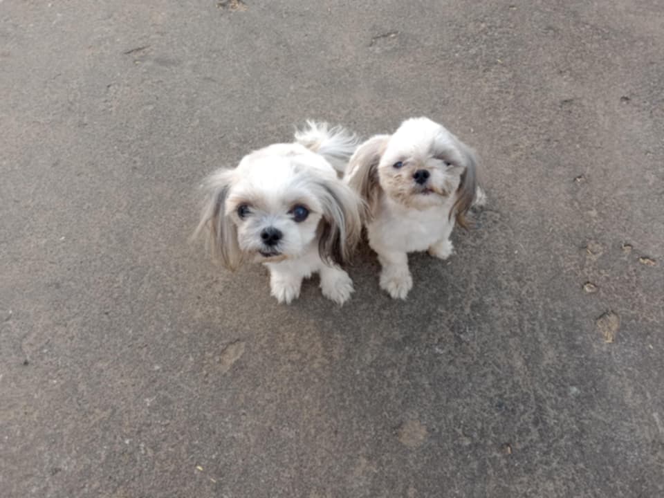 Teacups Family tweet media