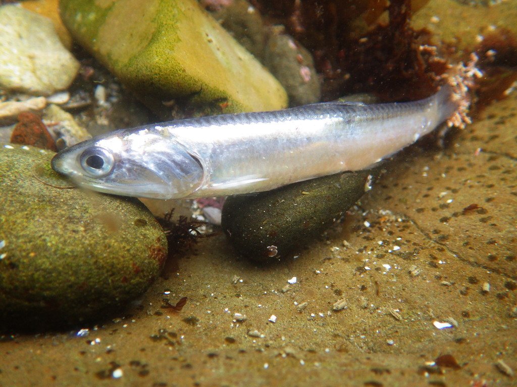 gilesforyou's tweet photo. Take a little time to enjoy a little #FishPic. https://t.co/JbTzvyeB8R