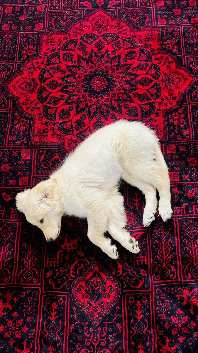 شَمسی مادام tweet media