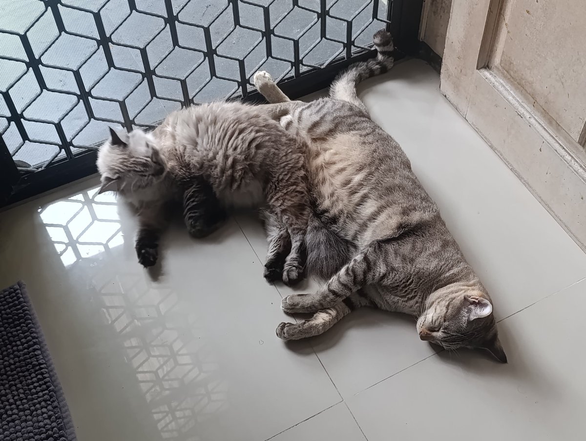 Verya Yandervose🥀👁 tweet media