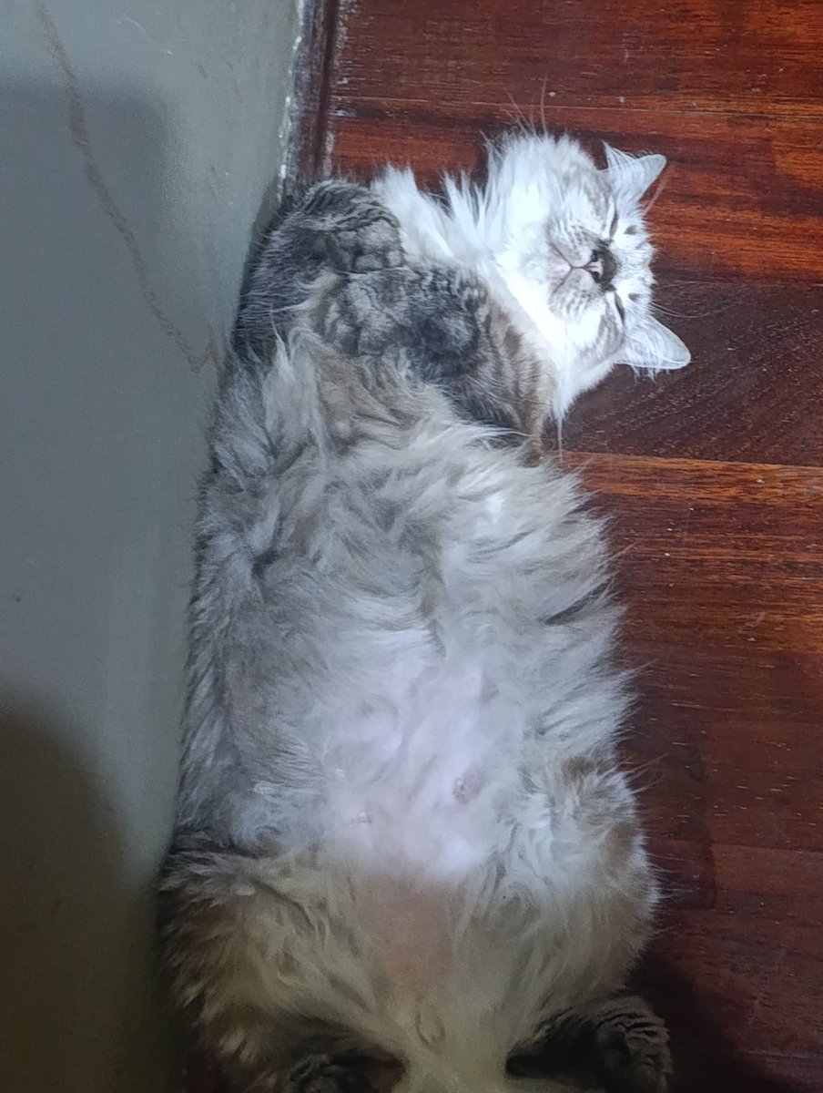 Verya Yandervose🥀👁 tweet media