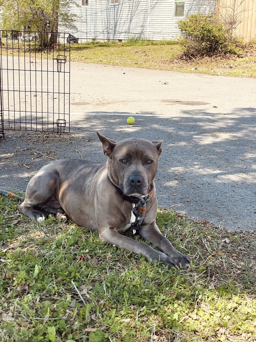 HeartAttackHogs 🐗 tweet media