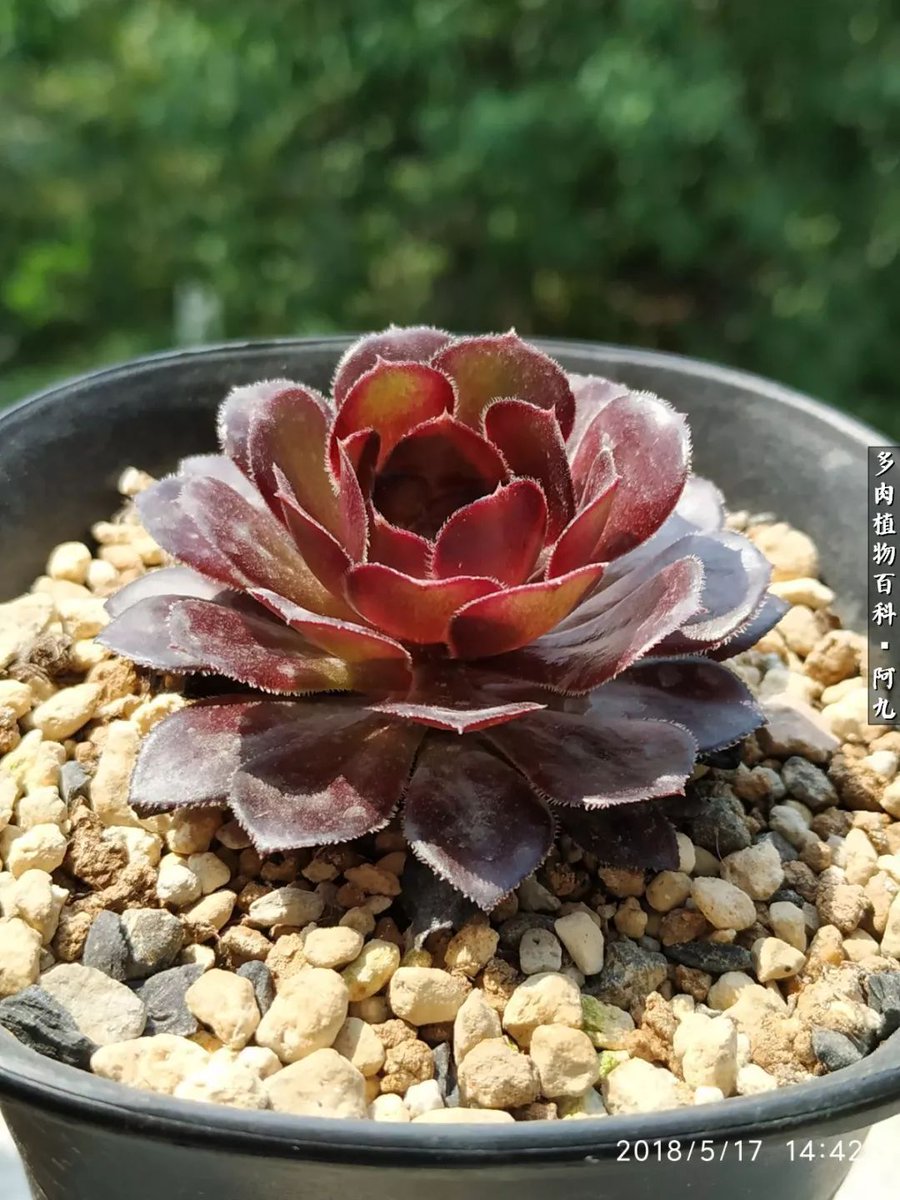 Mohammad tweet media