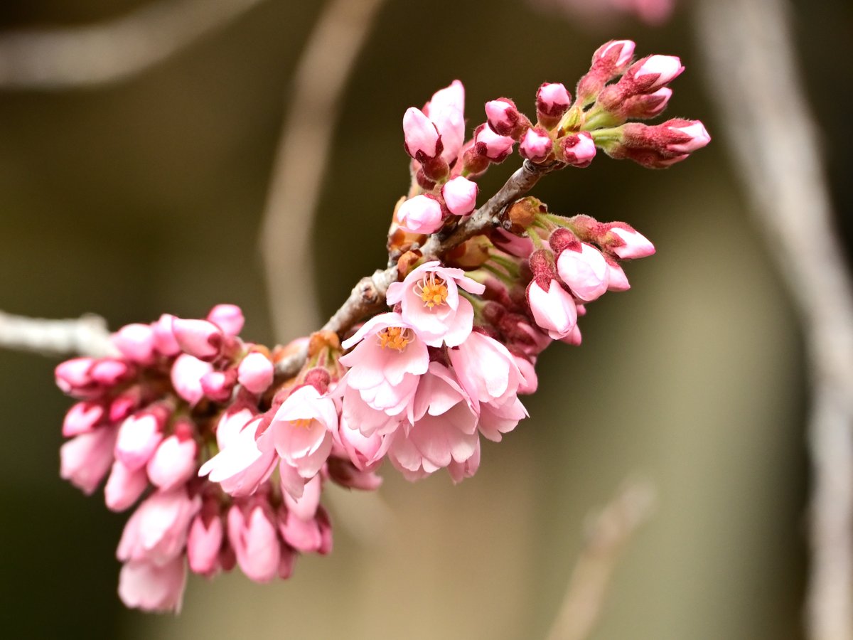 珈琲香坊　店主＠矢祭町 tweet media