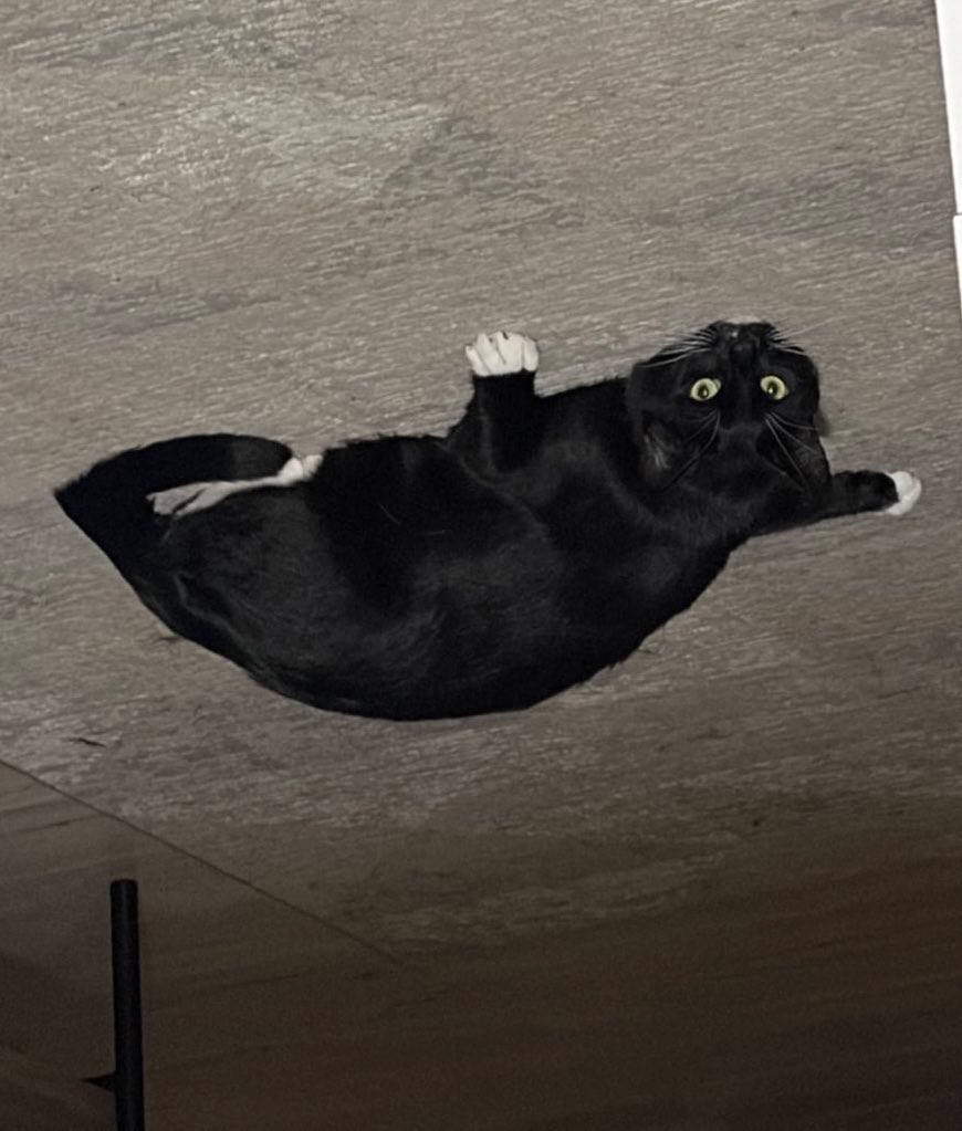 Санта tweet media