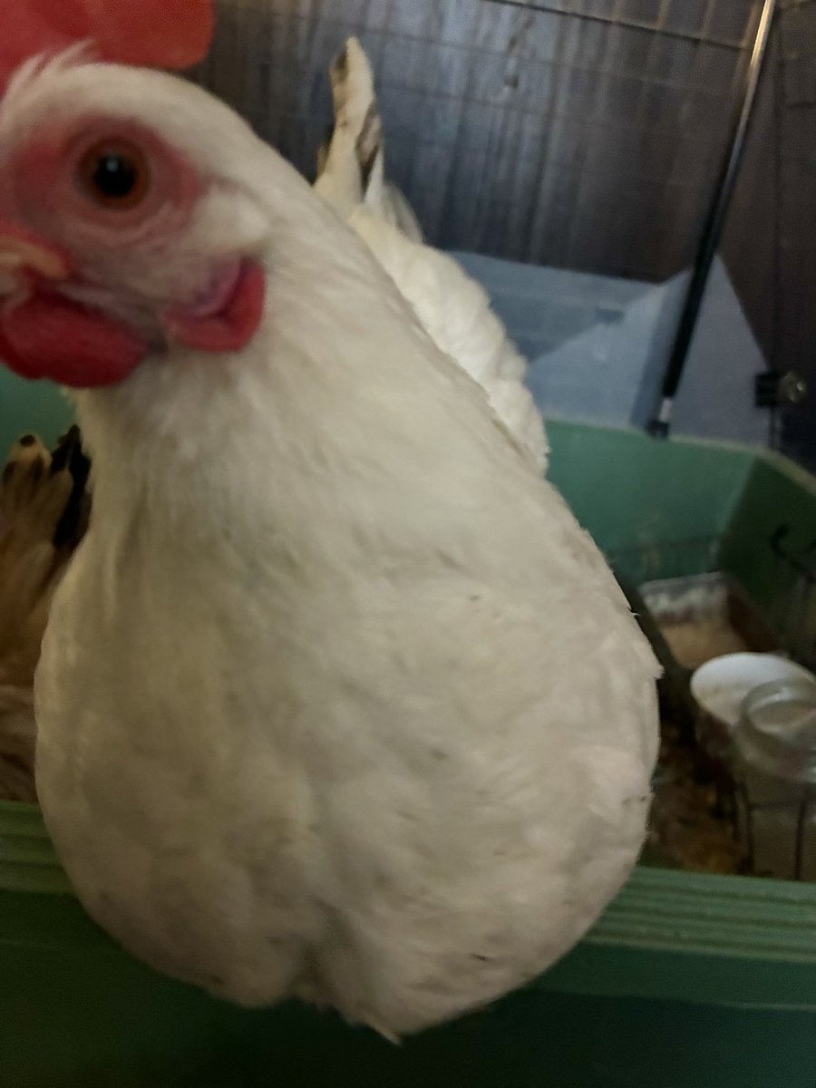 ちいさなニワトリ研究所🐓 tweet media