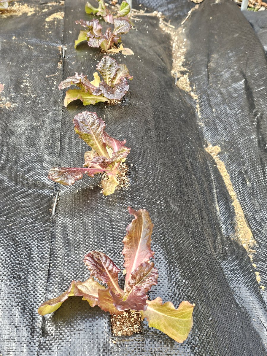 🌸월야화랑 • Stargazer🍚 tweet media