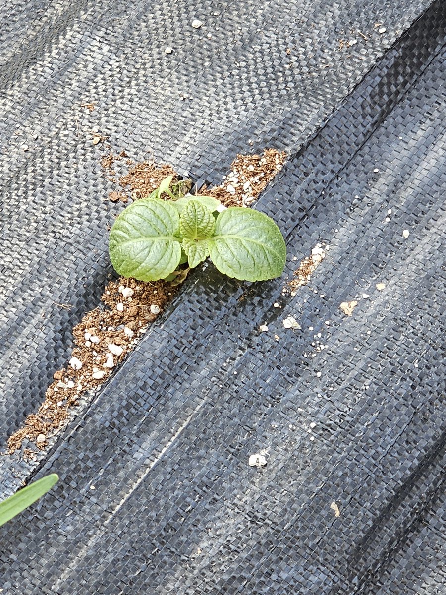 🌸월야화랑 • Stargazer🍚 tweet media