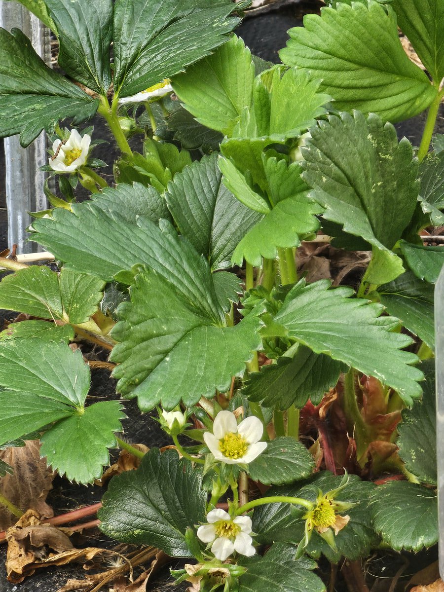 🌸월야화랑 • Stargazer🍚 tweet media